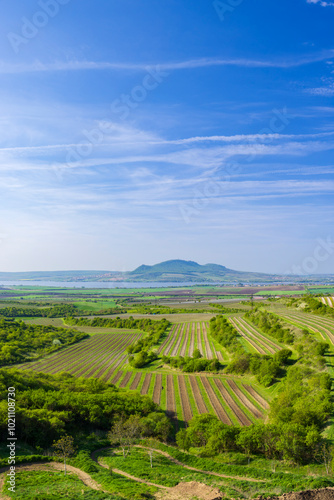 Vineyards under Palava, Southern Moravia, Czech Republic