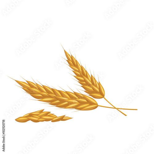 Cereal wheat, oat and barley ears spikes and grains.For design beer, bread, flour packaging. Symbols for healthy natural farming food, whole organic spikelets elements on white