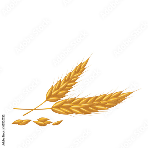 Cereal wheat, oat and barley ears spikes and grains.For design beer, bread, flour packaging. Symbols for healthy natural farming food, whole organic spikelets elements on white