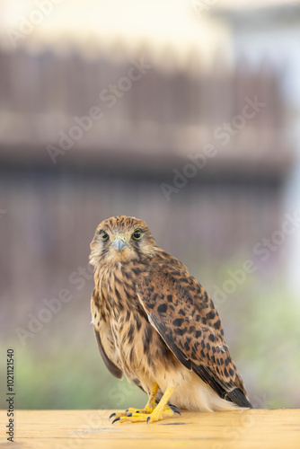 Common kestrel (Falco tinnunculus), falcon family Falconidae, Southern Moravia, Czech Republic photo