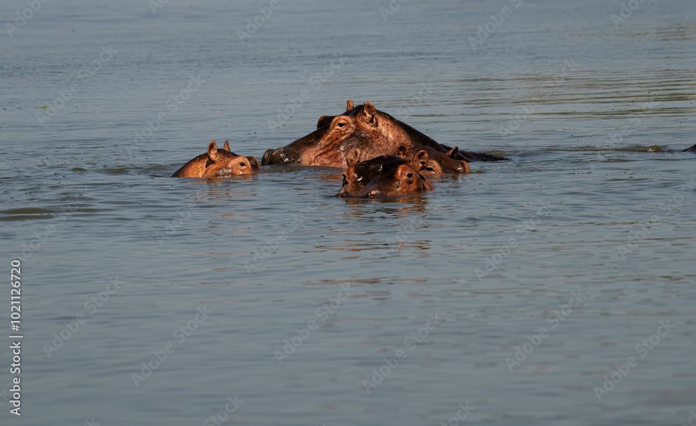 Hippopotamus in the water of the White Nile river at Murchison falls national park in Uganda Hippopotamus in the water of the White Nile river at Murchison falls national park in Uganda