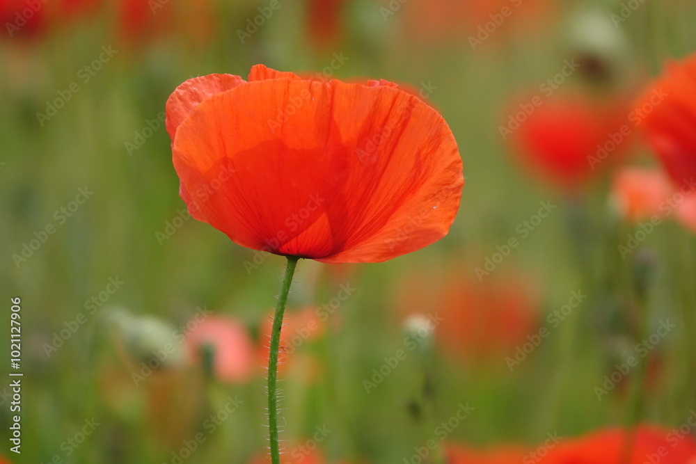 Klatschmohn Klatschmohn