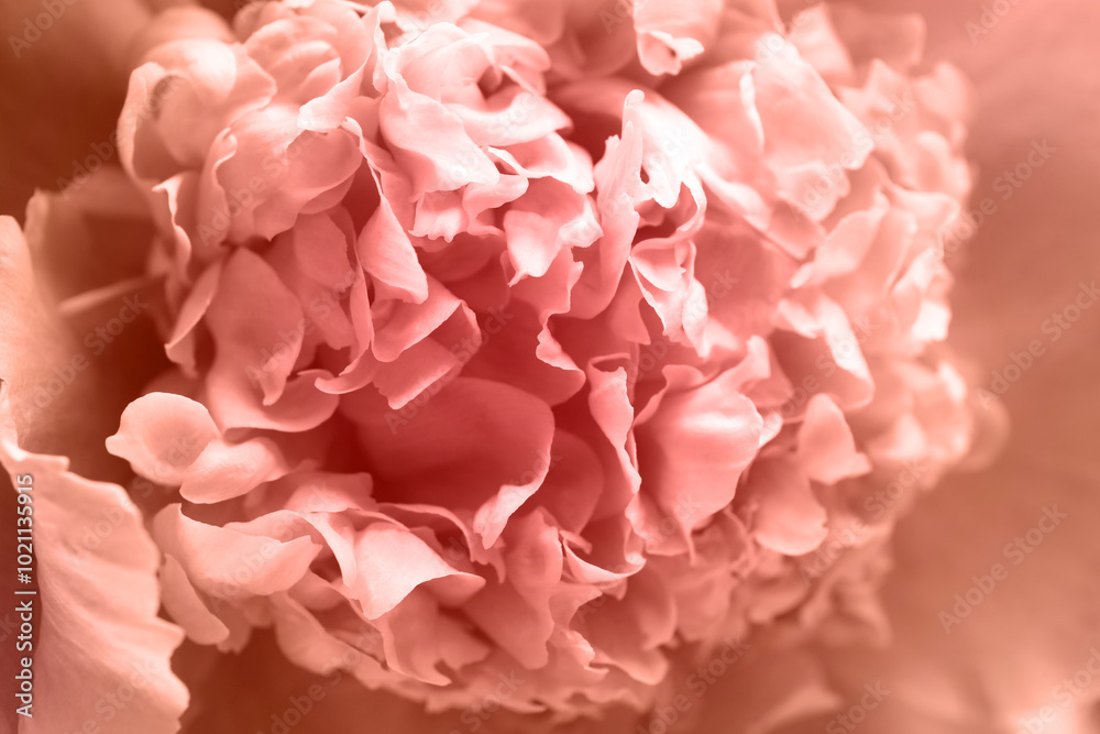 Beautiful peony flower as background, closeup view Beautiful peony flower as background, closeup view