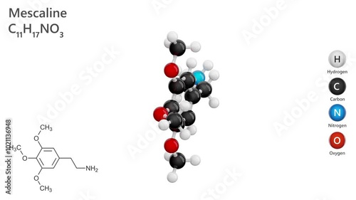 Molecule of Mescaline (C11H17NO3), is a naturally occurring psychedelic alkaloid found in the peyote cactus. It acts on serotonin receptors, influencing perception and mood. White back. 3d render photo