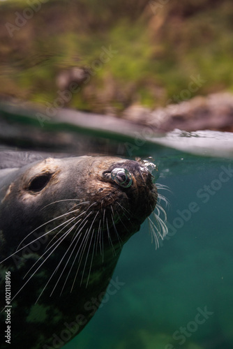 A Split Level Image of a Grey Seal Blowing Bubbles at the Surface