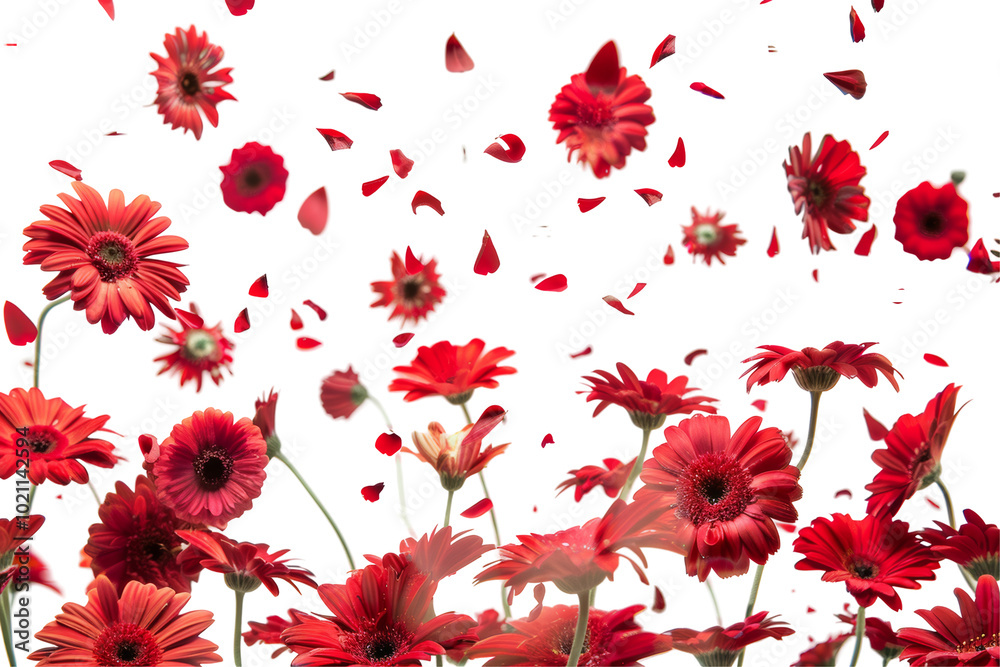 Falling flowers with red petals in the air, spring season isolated on white or transparent background Falling flowers with red petals in the air, spring season isolated on white or transparent background