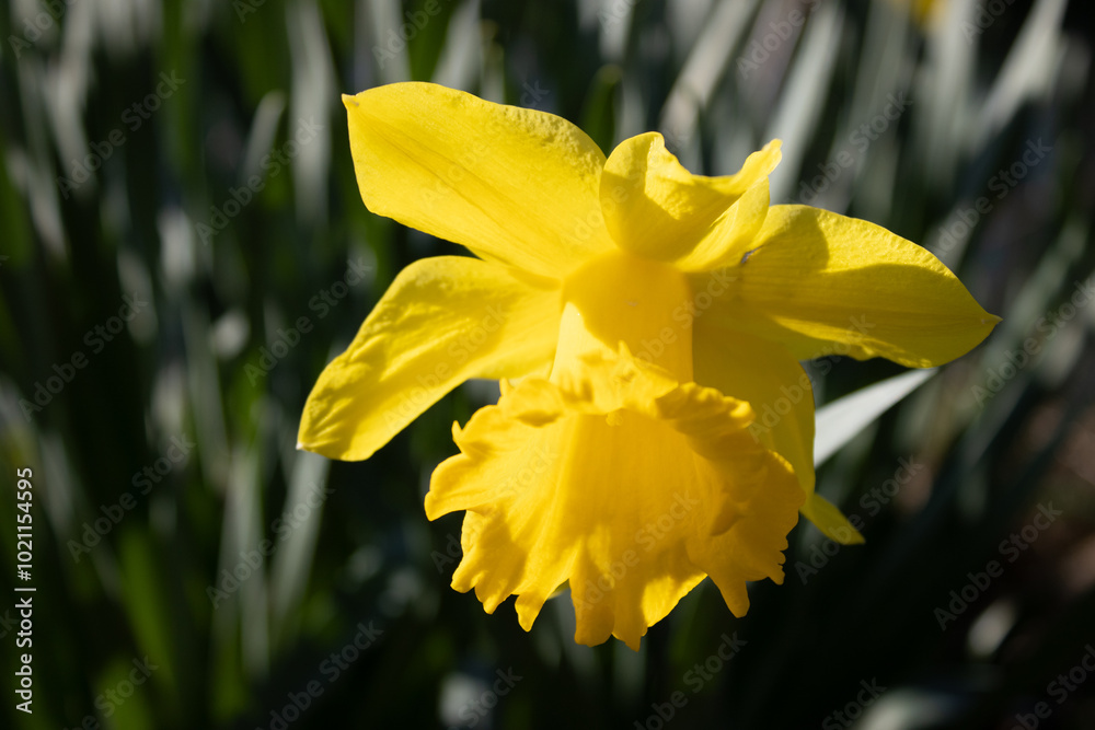 Fototapeta premium Blume / Flower