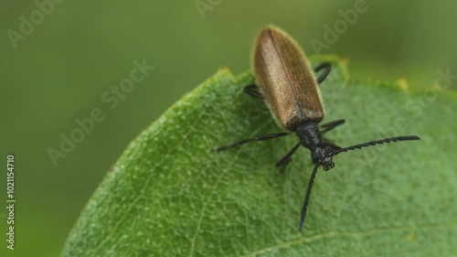 A brown beetle on a green leaf moves its whiskers macro close-up