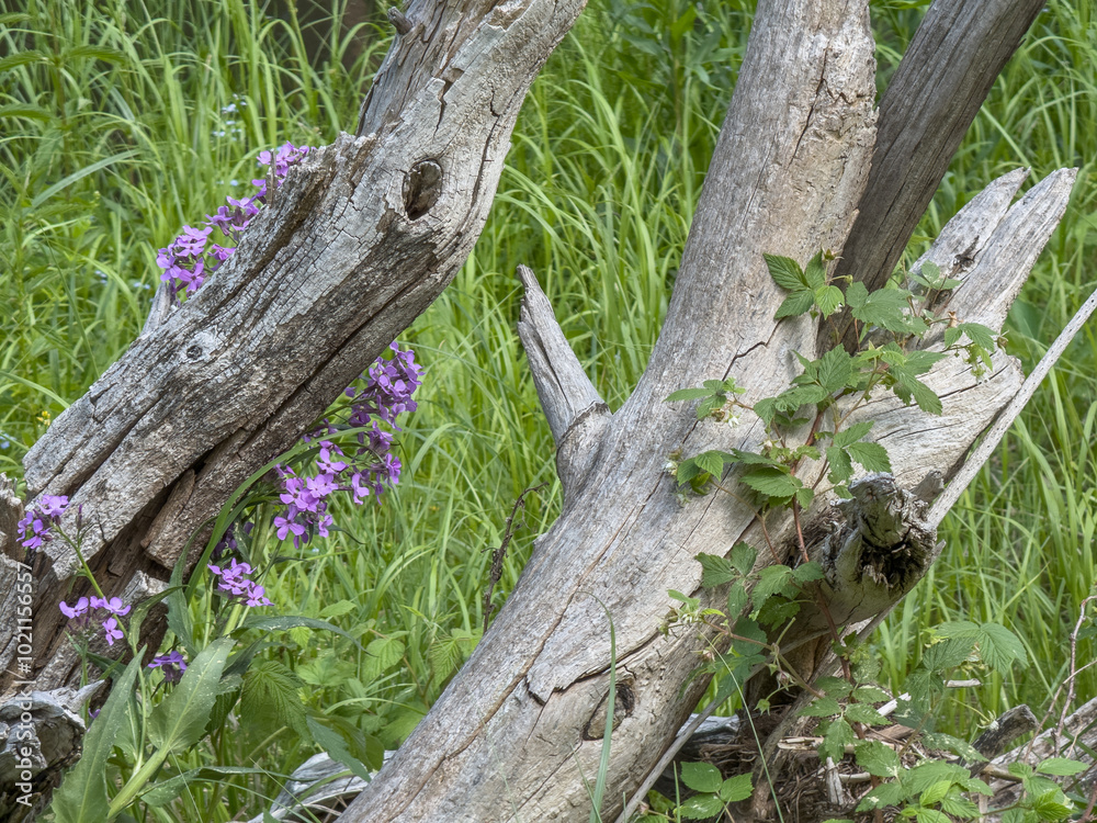 Obraz premium Nature's persistence: Purple wildflowers and fresh green leaves bring life to weathered wood in a grassy meadow.