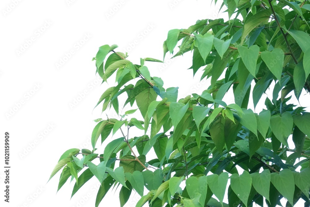 A Tropical tree with leaves branches on white isolated background for green foliage backdrop A Tropical tree with leaves branches on white isolated background for green foliage backdrop