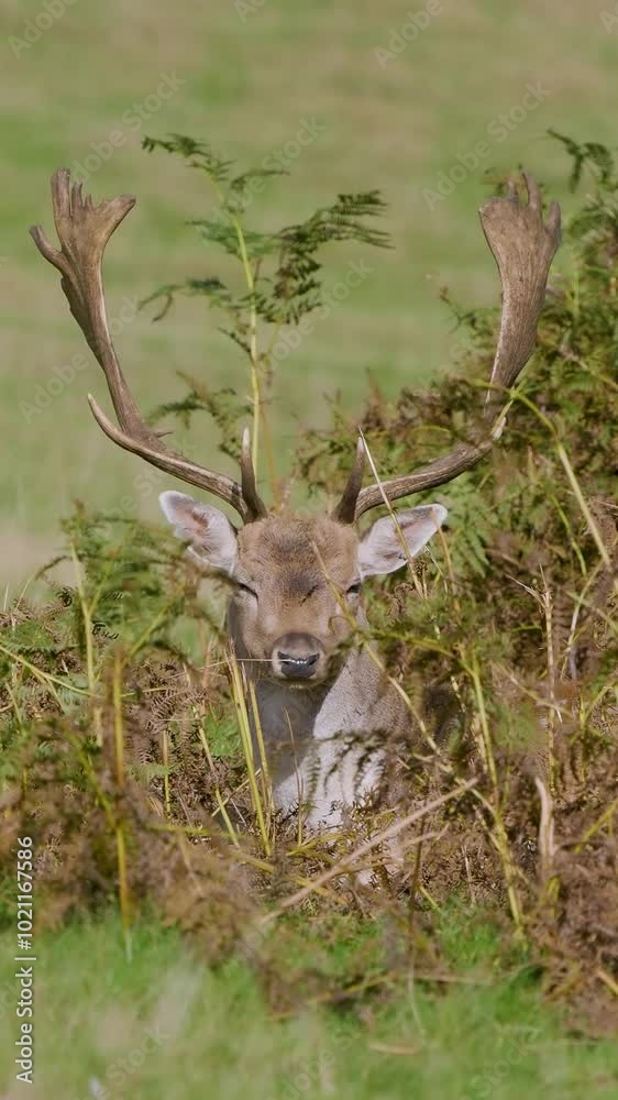 Vertical Video of a Fallow Deer Buck Laying Down Vertical Video of a Fallow Deer Buck Laying Down