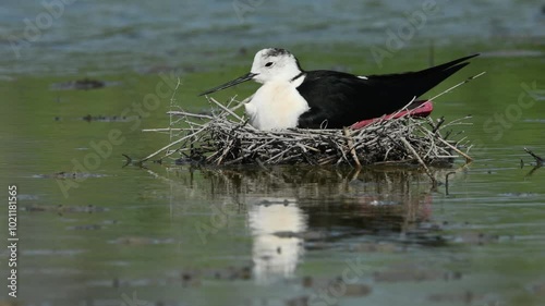 A black-winged stilt sits on its nest, a second one walks past in the foreground