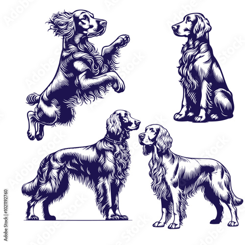 Irish Setter dog different poses outlines silhouettes, jumping, running, sitting, standing on white background