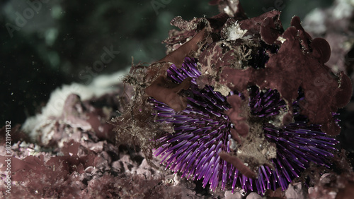 oursin violet