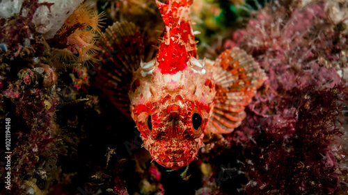 Petite rascasse rouge dessus photo