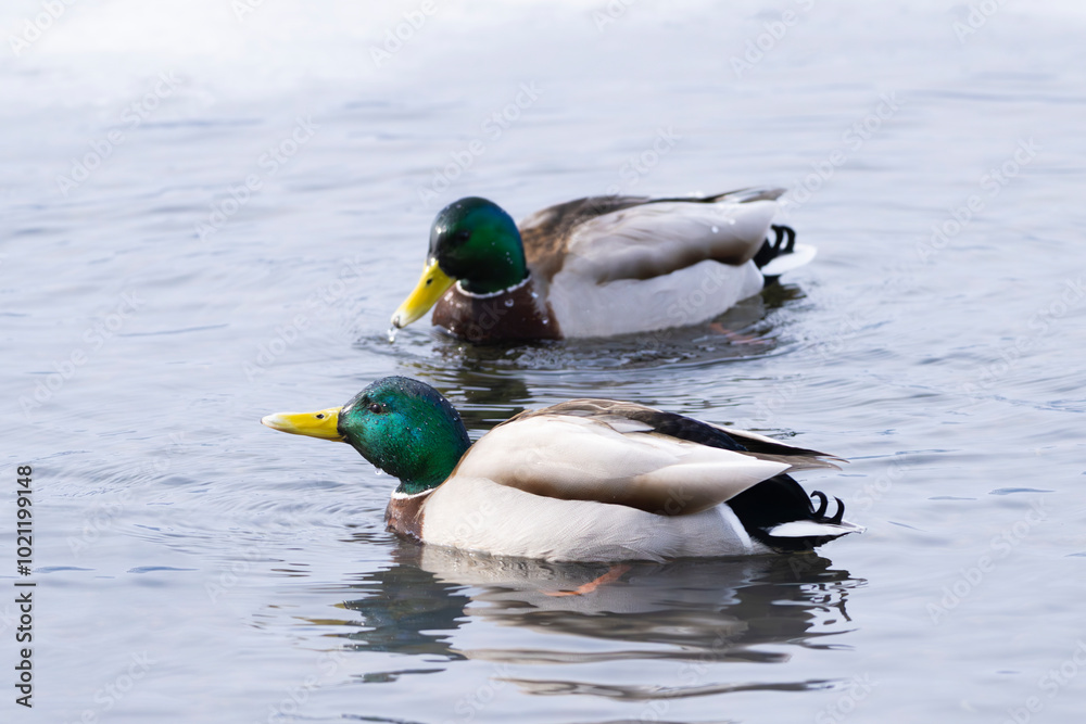 Two male Mallard Duck gliding at Lake Kussharo, Hokkaido Japan Two male Mallard Duck gliding at Lake Kussharo, Hokkaido Japan