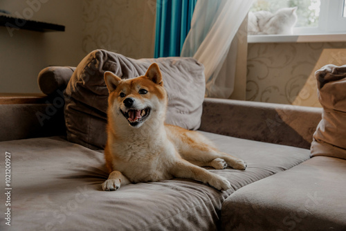 Red fluffy cheerful Shiba Inu dog photo