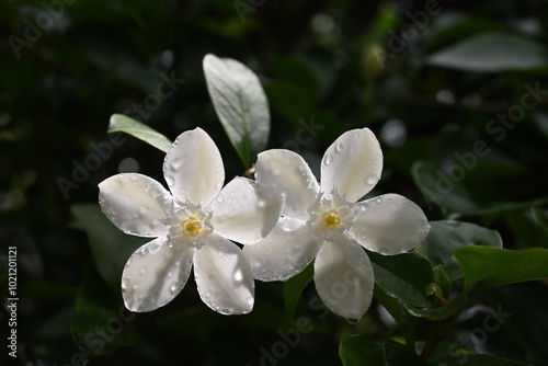 Two coral swirl flowers that have water droplets on their petals are exposed to sunlight photo