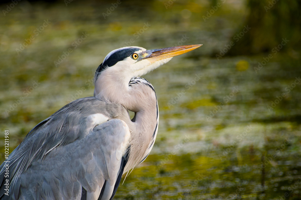 grey heron on the lake background close-up grey heron on the lake background close-up