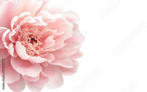 A soft pink peony flower with delicate petals, creating a serene and elegant visual appeal against a white background.