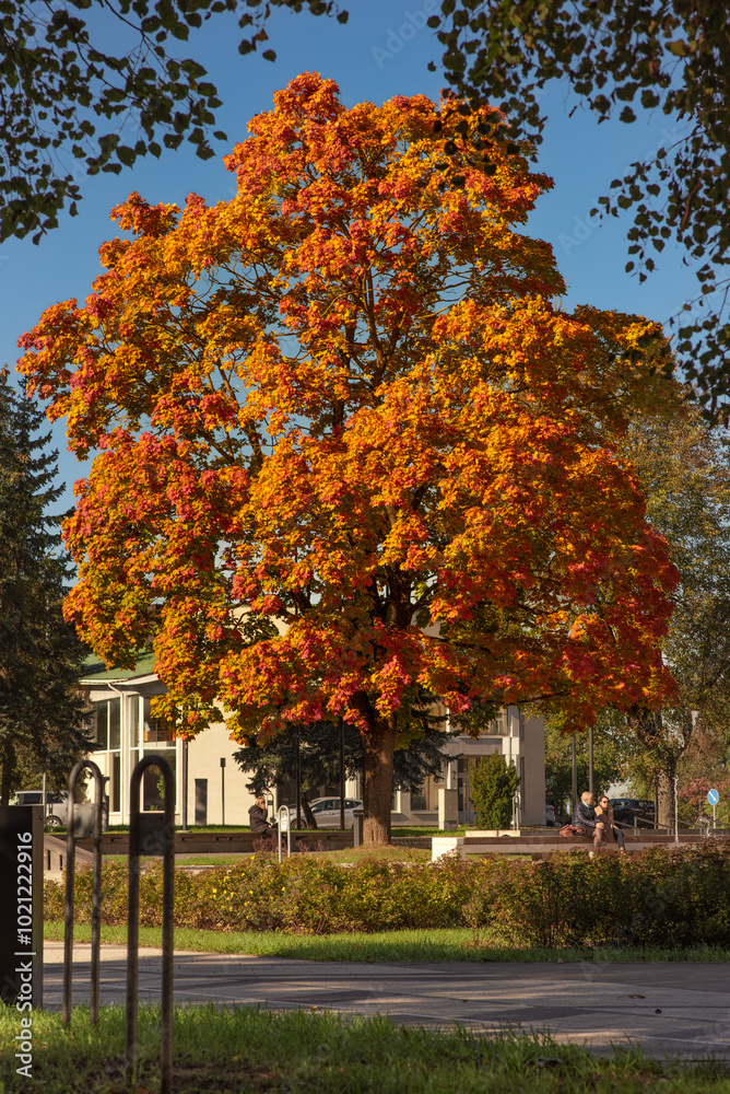 Naklejka premium photos of a autumn tree