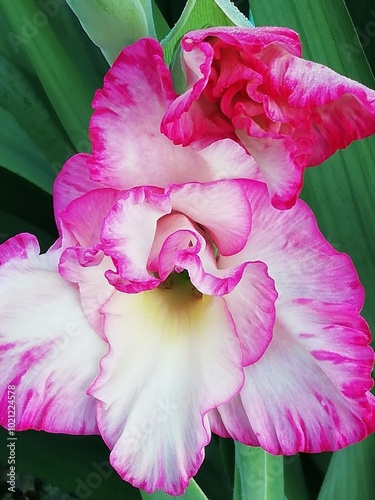 Gladiolus. Espadas florales. Flores en amanecer. 