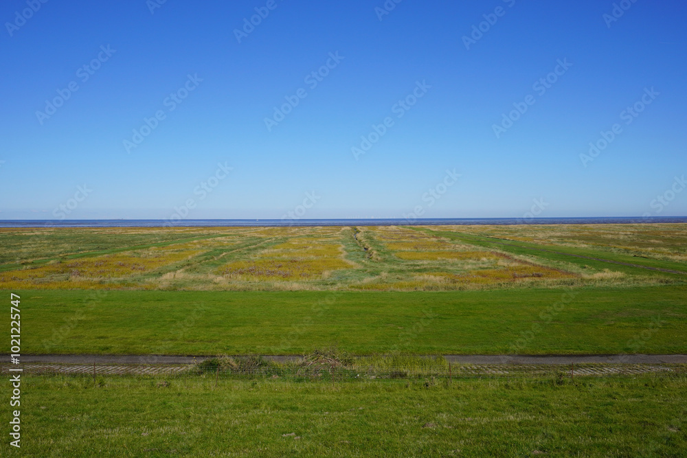 Fototapeta premium Blick auf die Salzwiesen in Nationalpark Langwarder Groden in Fedderwardersiel an der Nordseeküste in Deutschland