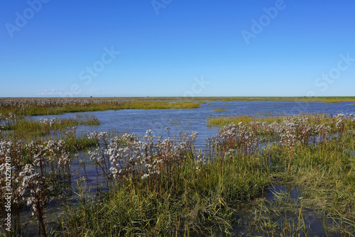 Im Nationalpark Langwarder Groden in Butjadingen an der Nordseeküste  photo