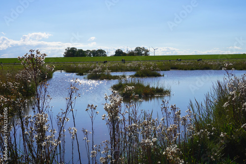 Im Nationalpark Langwarder Groden in Butjadingen an der Nordseeküste  photo