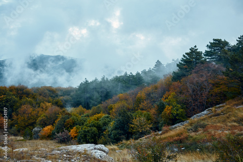 Tranquil forest scenery with towering trees and dramatic clouds on a overcast day in nature's beauty photo