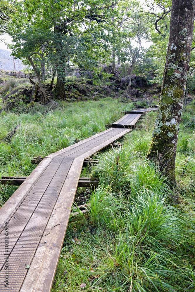 Empty wooden path through the Irish bog Empty wooden path through the Irish bog