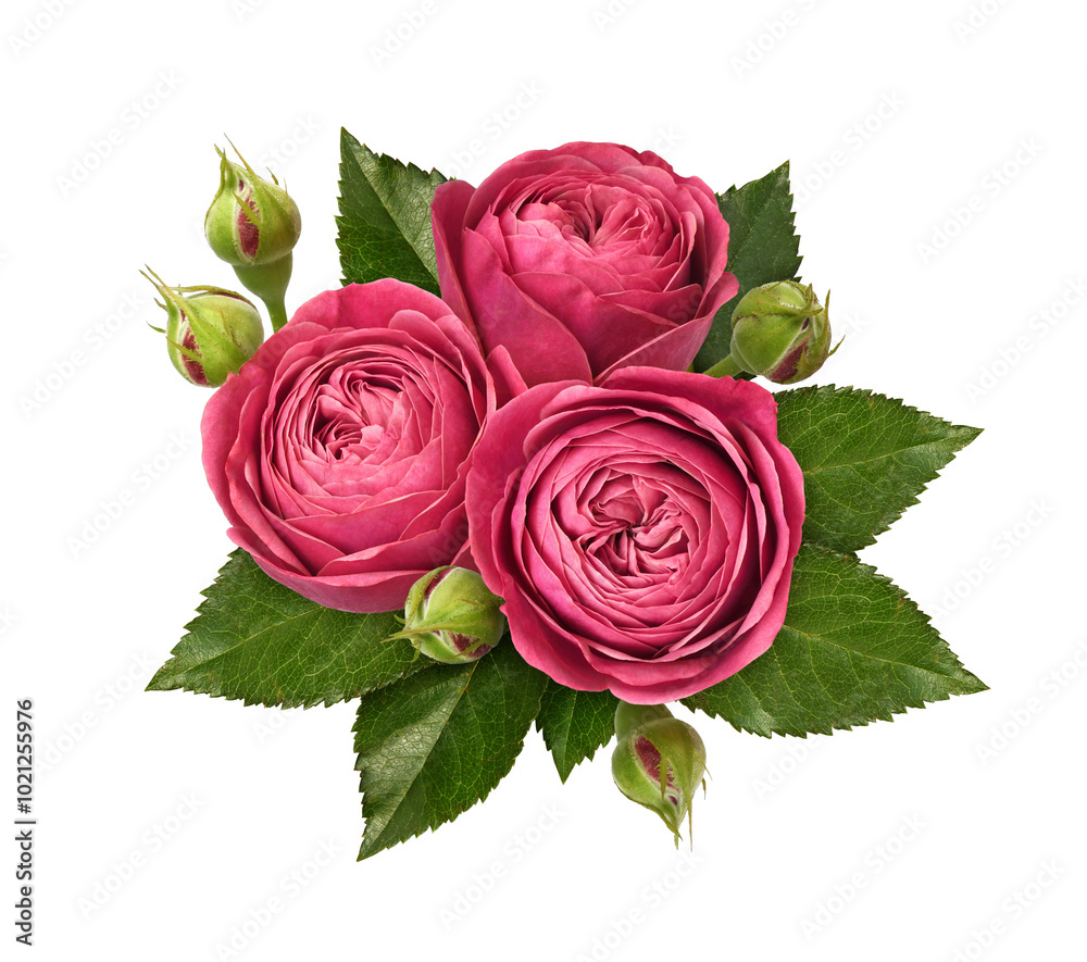 Fototapeta premium Red rose flowers, green leaves and buds in a floral arrangement isolated on white or transparent background