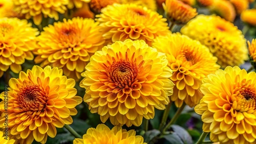 Bright and Cheerful Mums Yellow Blooms Perfect for Garden Decor and Floral Arrangements in Vibrant Sunny Shades