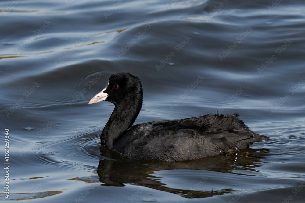 Eurasian coot (Fulica atra) swimming in the water Eurasian coot (Fulica atra) swimming in the water