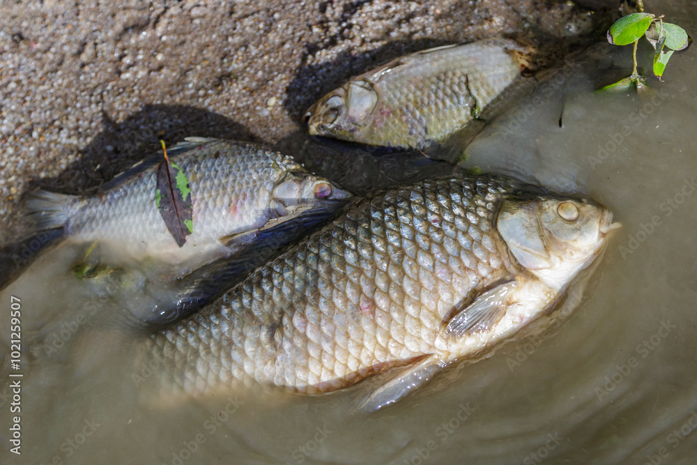 Dead fish in a pond, an environmental disaster.Environmental pollution.Environmental issues. Dead fish in a pond, an environmental disaster.Environmental pollution.Environmental issues.