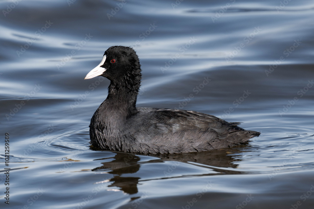 Eurasian coot (Fulica atra) swimming in the water Eurasian coot (Fulica atra) swimming in the water