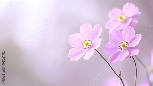 Tranquil Garden of Gentle Blooms - Serene Flowers in Soft Petals and Peaceful Colors for a Calming Natural Escape