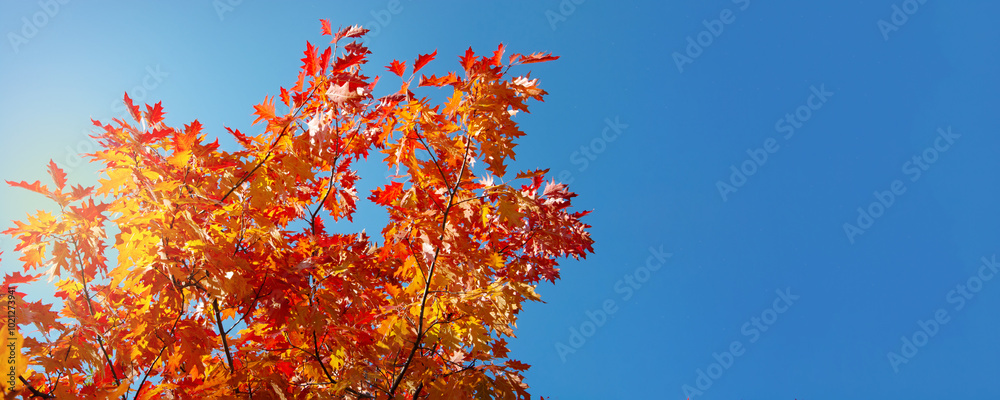 Autumn colored red maple tree branch on sunny blue sky. Yellow and orange bright fall leaf background. Season banner Autumn colored red maple tree branch on sunny blue sky. Yellow and orange bright fall leaf background. Season banner