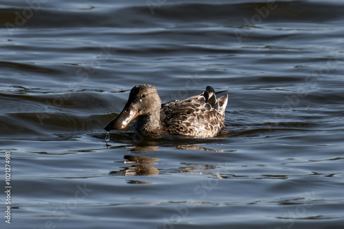 Northern shoveler female (Spatula clypeata) swimming in the water photo