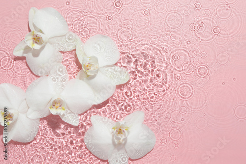 Beautiful orchid flowers in water on pink background, flat lay. Space for text