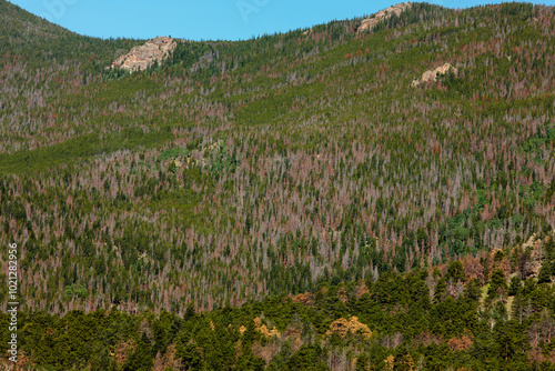 Dead pines stand as solemn witness to the extensive spread of the mountain pine beetle infestation within Rocky Mountain National Park, Colorado. 