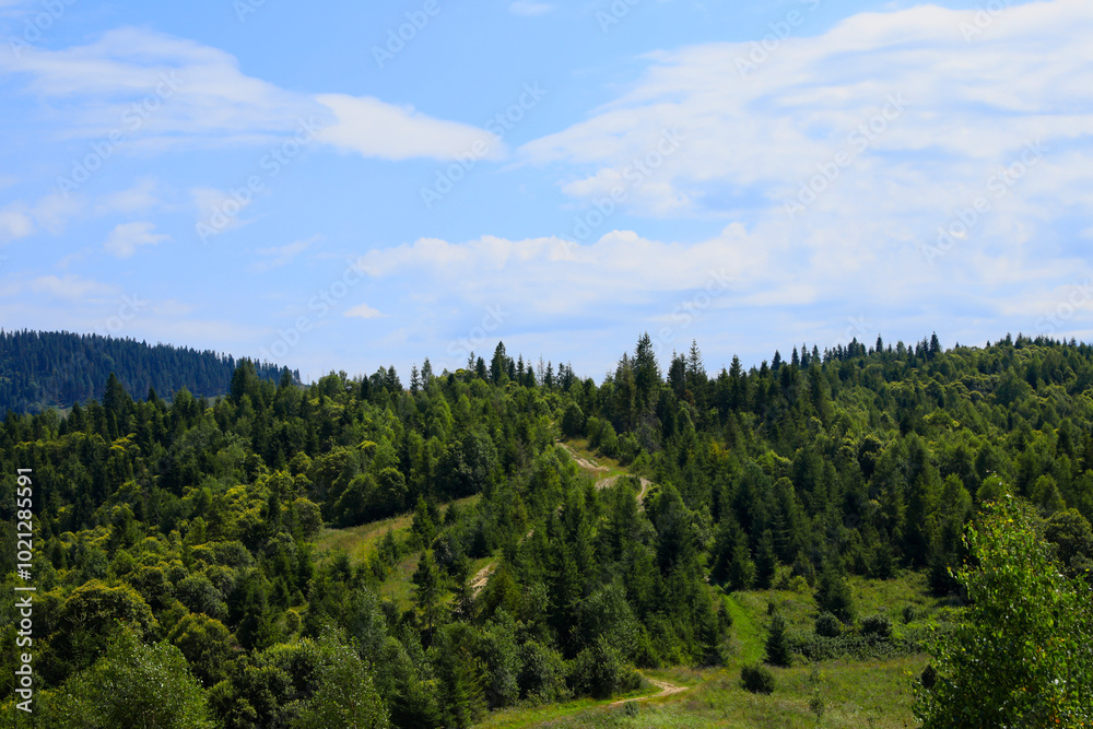 Beautiful view of forest in mountains under blue sky