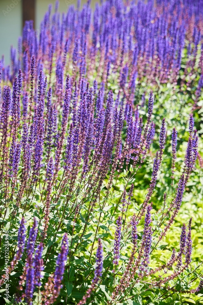 Obraz premium A field of purple flowers with a bright blue sky in the background. The flowers are tall and spread out, creating a sense of abundance and beauty