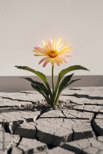 Resilient flower growing from rocky soil. photo