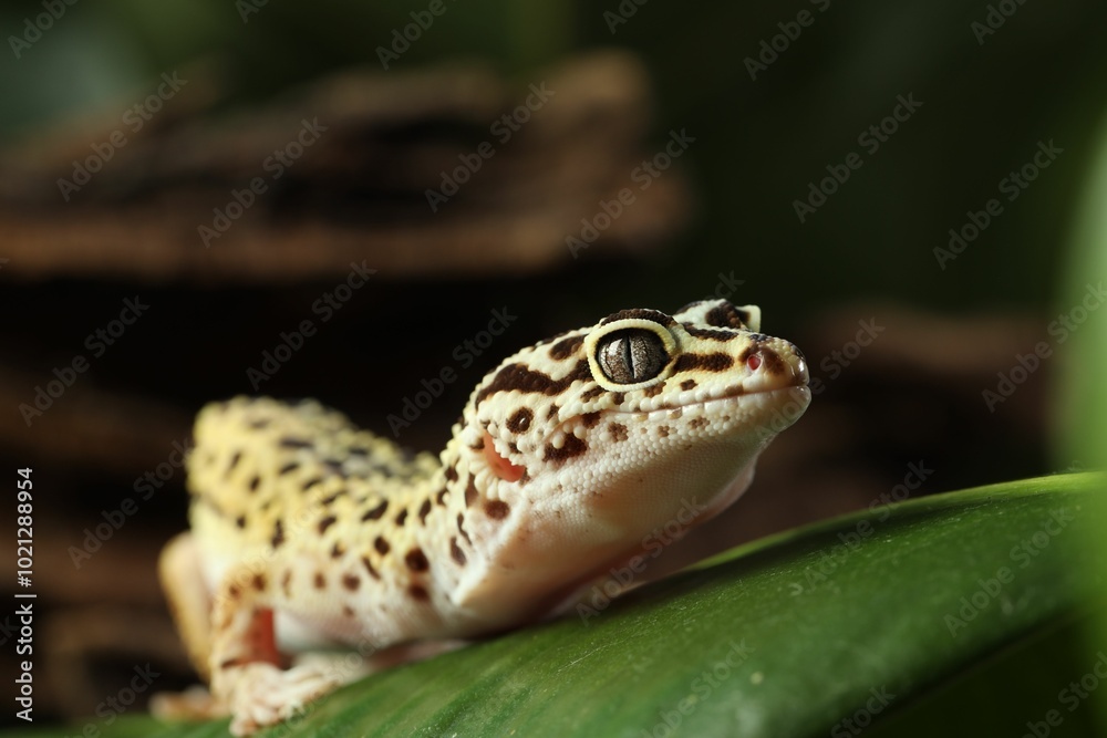 One beautiful gecko on green leaf, closeup One beautiful gecko on green leaf, closeup