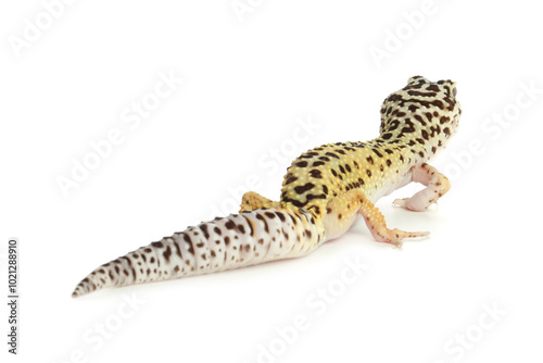 One beautiful gecko isolated on white. Exotic pet