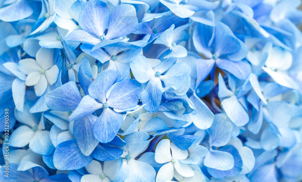 Blue flowers close up. Bouquet of purple flowers. City flower beds, a beautiful and well-groomed garden with flowering bushes. Blue flowers close up. Bouquet of purple flowers. City flower beds, a beautiful and well-groomed garden with flowering bushes.