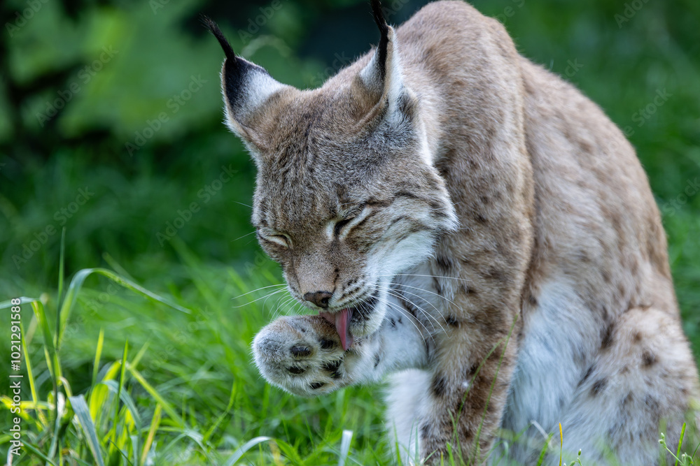 Luchs