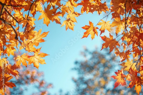 Fallen Leaves Season Background