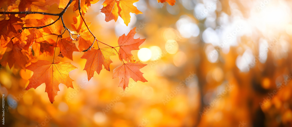 Yellow maple leaves against the background of a blurred beautiful autumn park. Design template for wallpapers, backdrops and autumn backgrounds with copyspace Yellow maple leaves against the background of a blurred beautiful autumn park. Design template for wallpapers, backdrops and autumn backgrounds with copyspace
